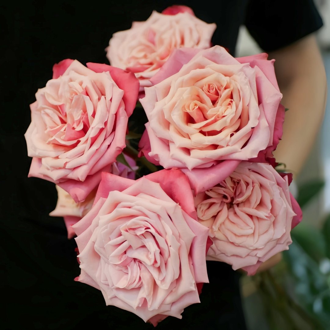 Alter Ego Rose Plant|闺蜜 image 8