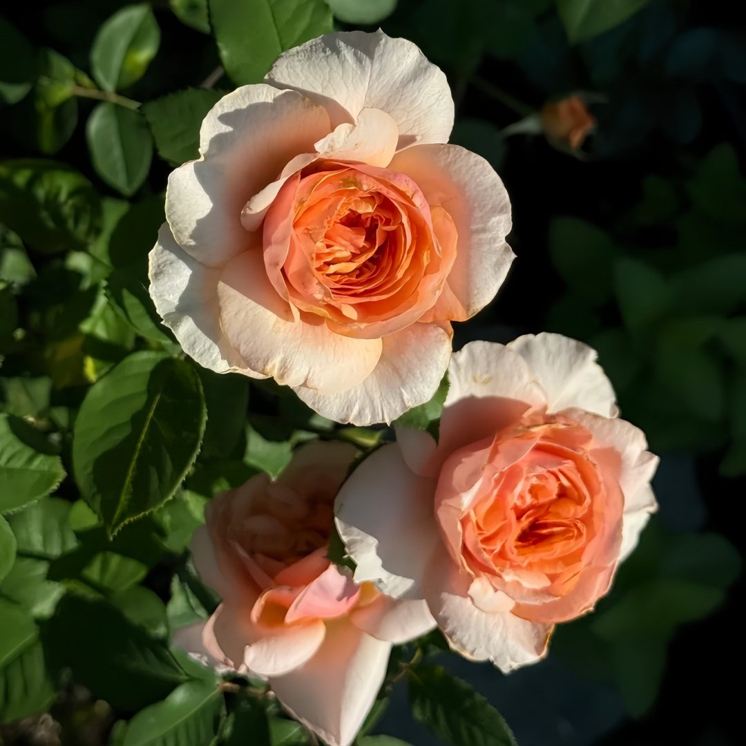 Versigny Rose Plant|维尔西尼 image 4