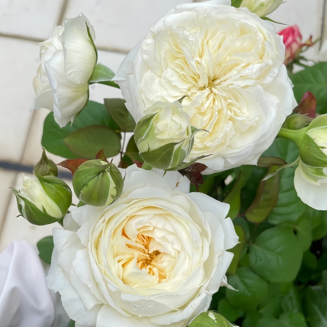Moon Fairy Rose Plant|皎月仙子 image 5
