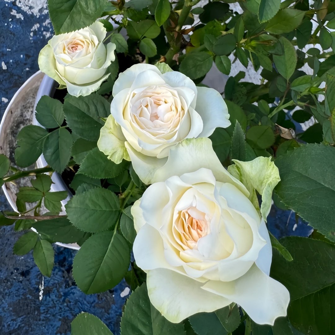 White Elsa Rose Plant|白艾莎 image 6