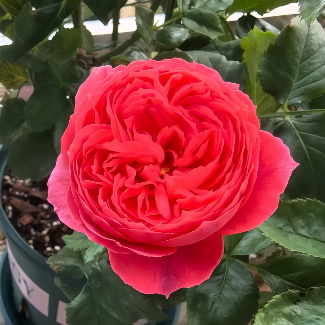 Cinnabar Bowl Rose Plant|朱砂碗 image 7