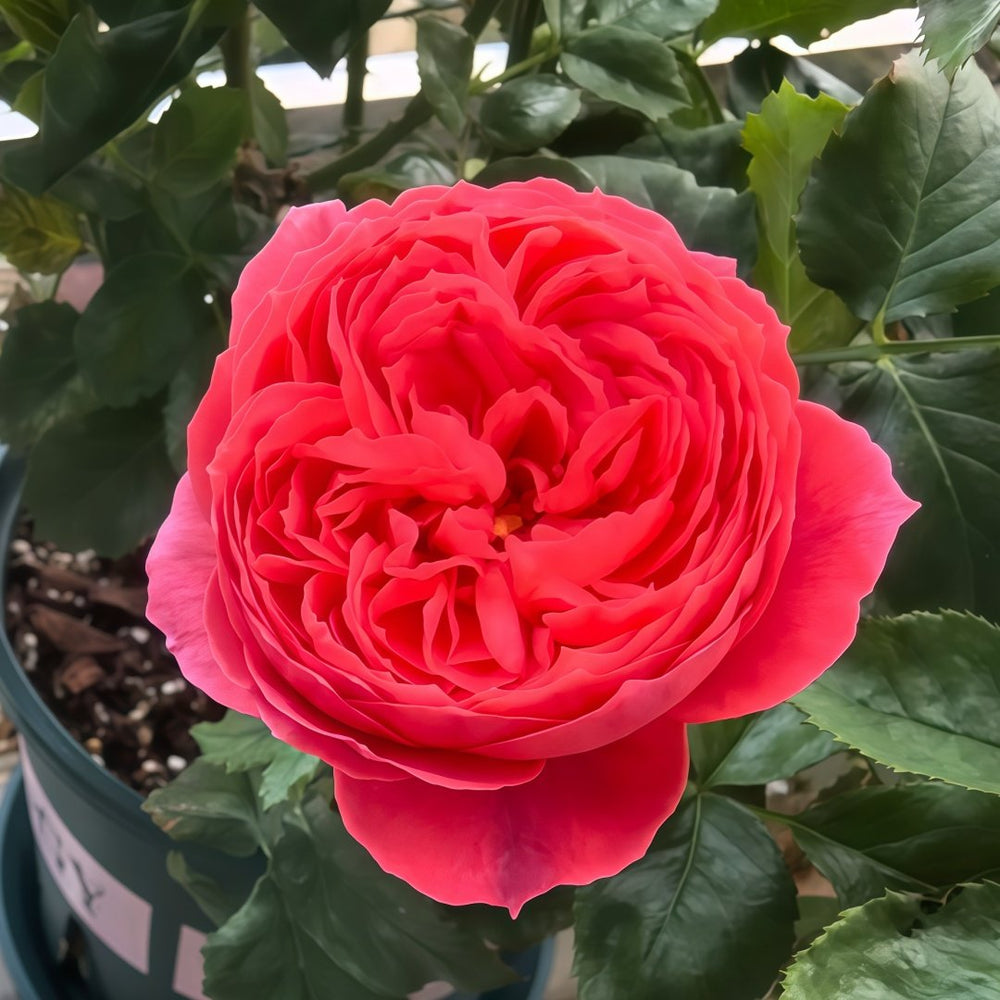 Cinnabar Bowl Rose Plant|朱砂碗 image 7