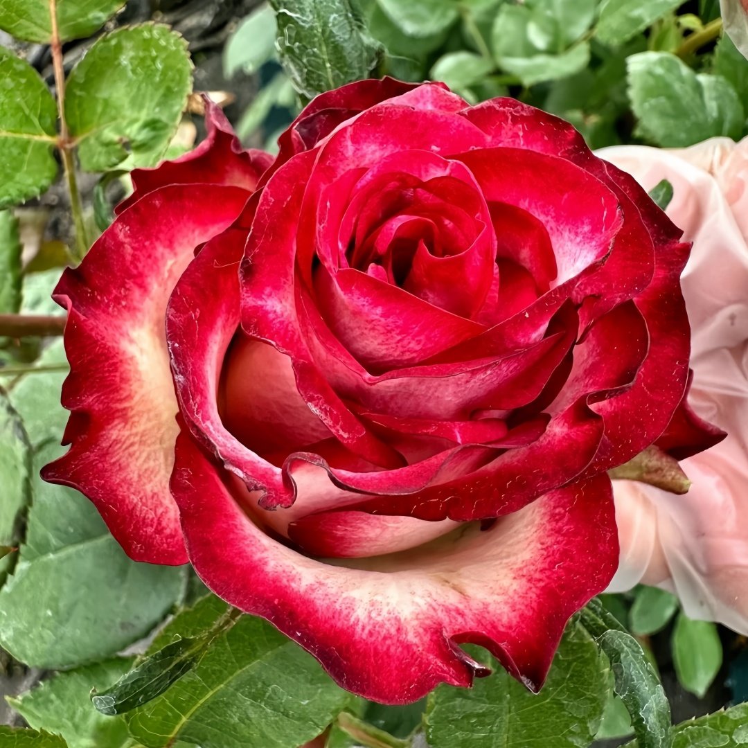 Ducati Rose Plant|杜卡迪 image 1
