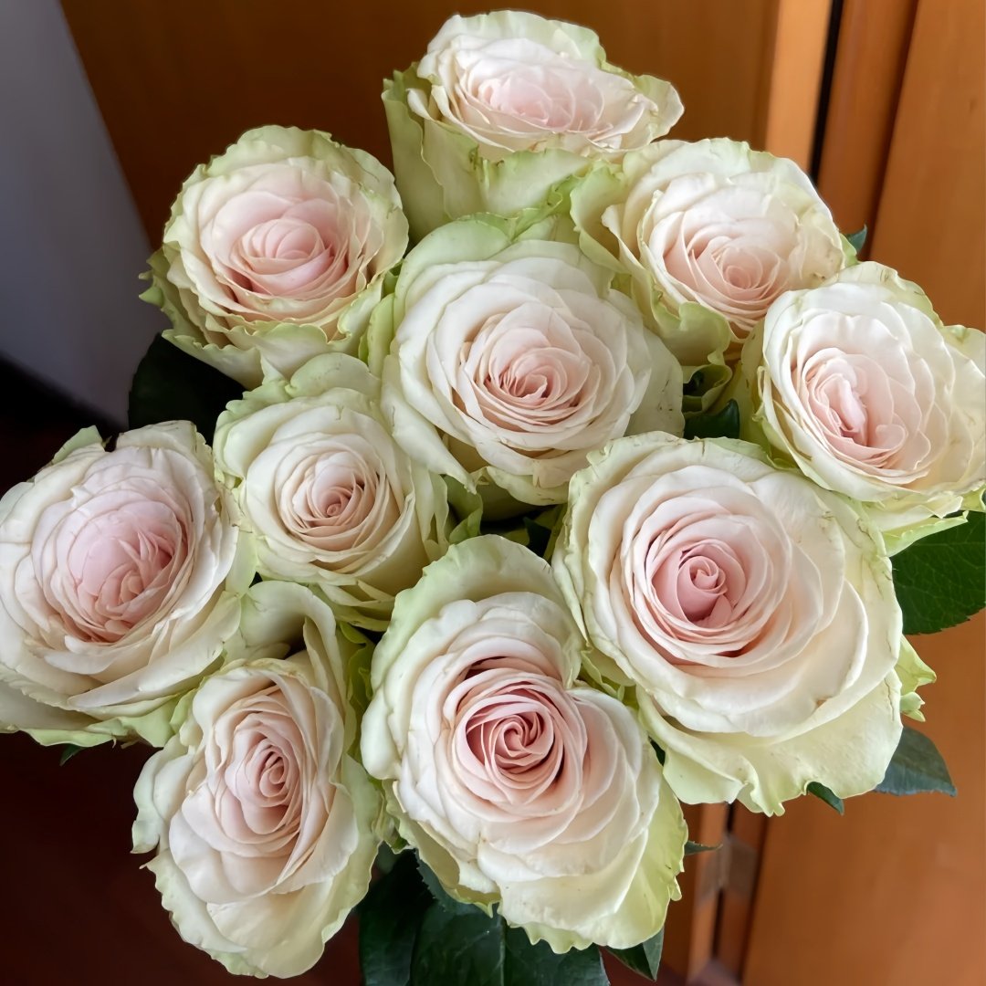 Pompeii Rose Plant｜庞贝 image 4