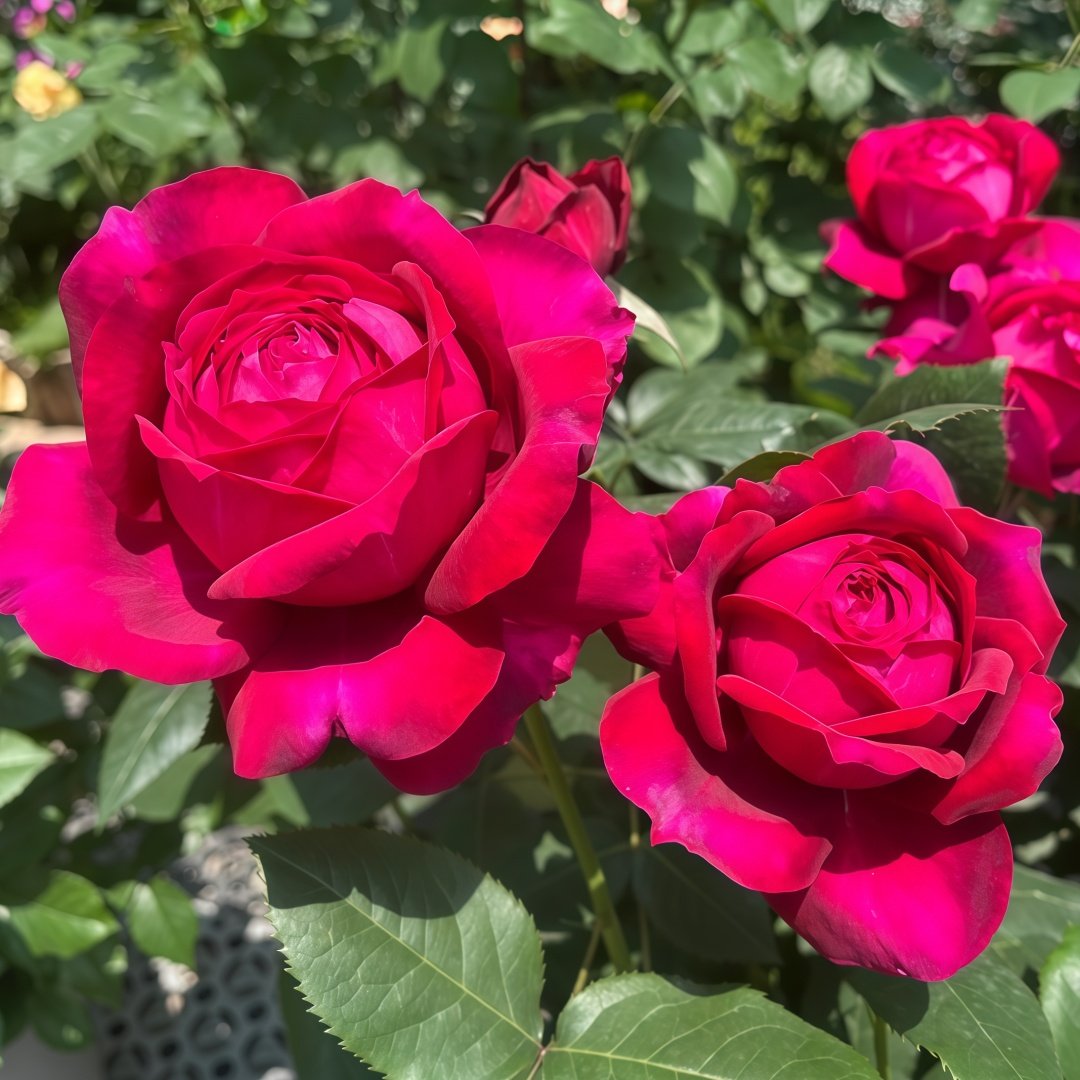 Janice kellogg Rose Plant|詹尼斯·凯洛格 image 5
