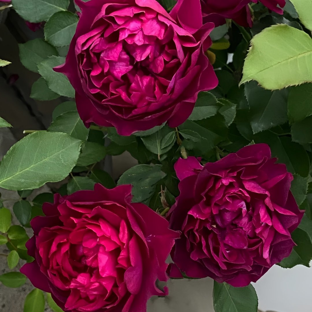 Velvety Twilight Rose Plant｜暮光之城 image 7