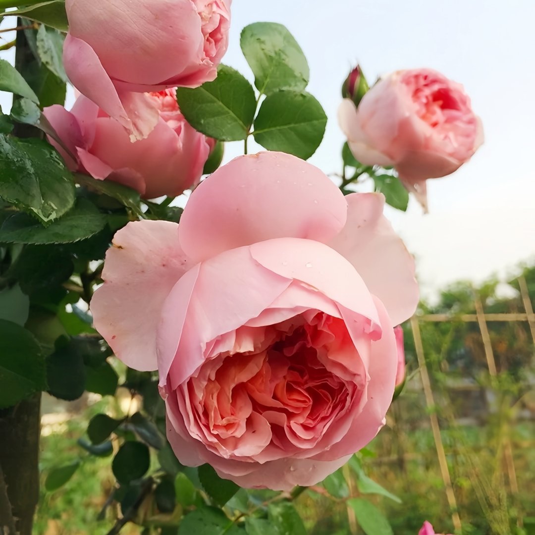 Dames de Chenonceau Rose Plant|舍农索城堡的女人 image 5