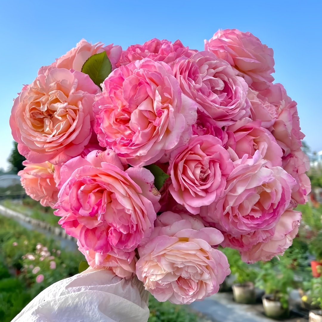 Aube Rose Plant｜破晓 image 1