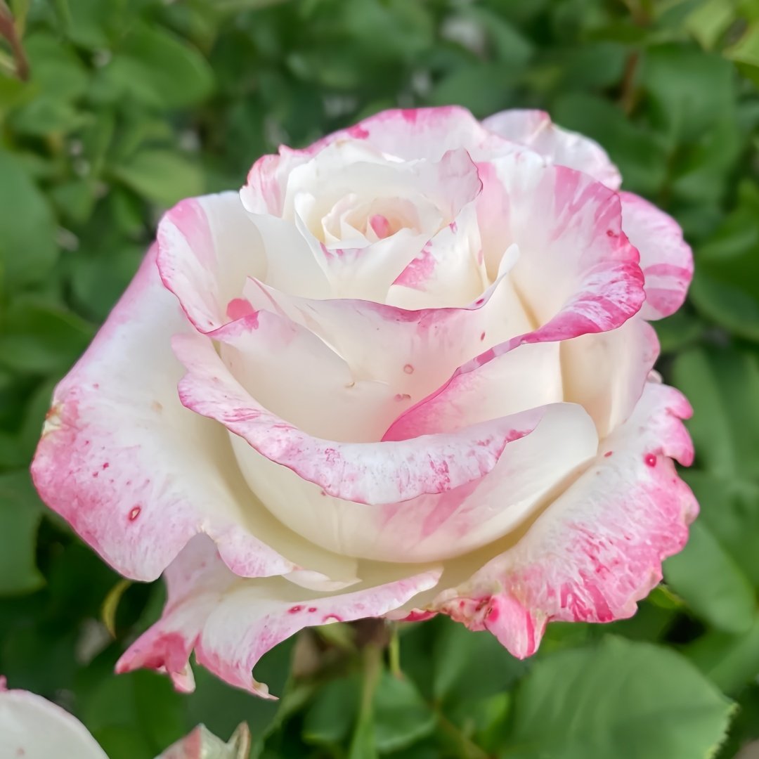 Nichang Rose Plant|霓裳 image 4