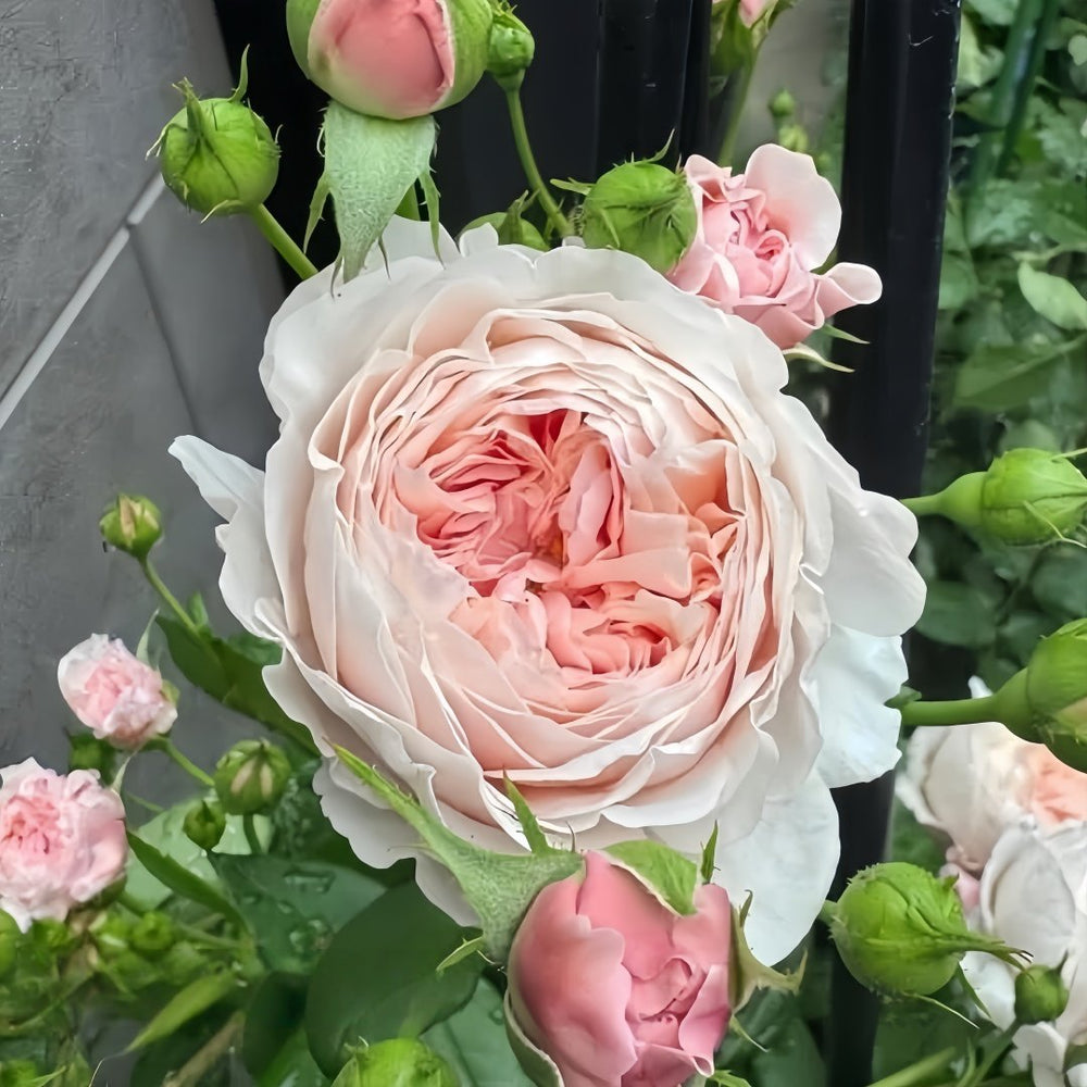William Morris Rose Plant|威廉莫里斯 image 8