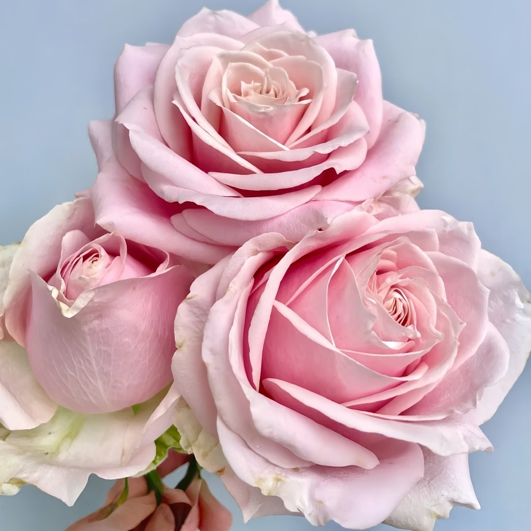 Pink Avalanche Rose Plant|粉红雪山 image 6