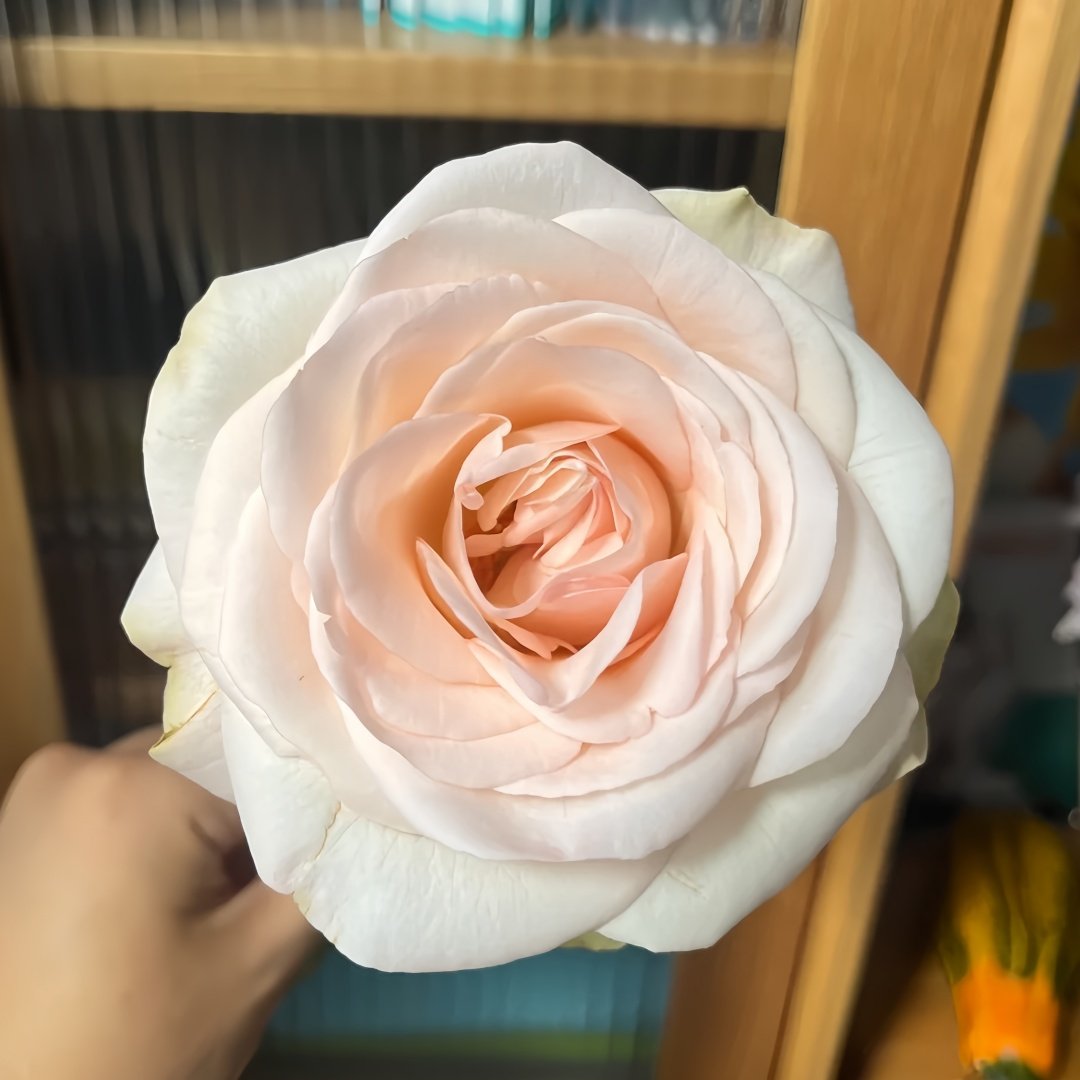 White Peach Gyokuro Rose Plant | 玉露白桃 image 2