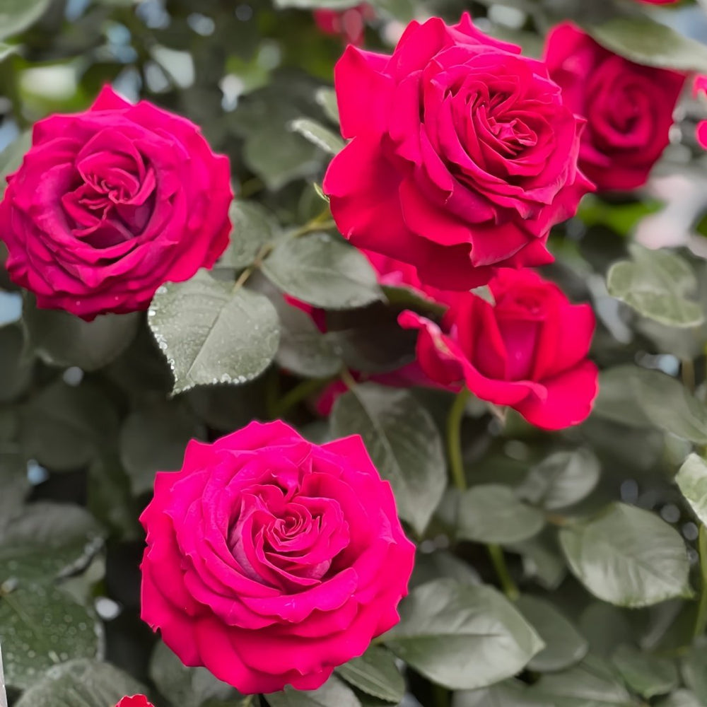 Belles Rives Rose Plant｜美人丽芙 image 6