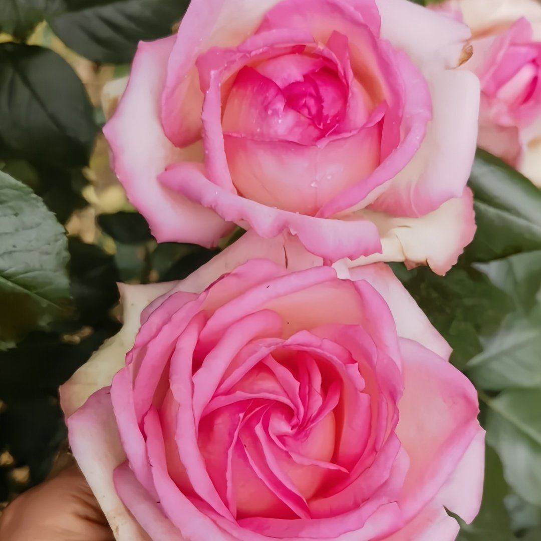 Optimiste Rose Plant｜乐天派 image 7