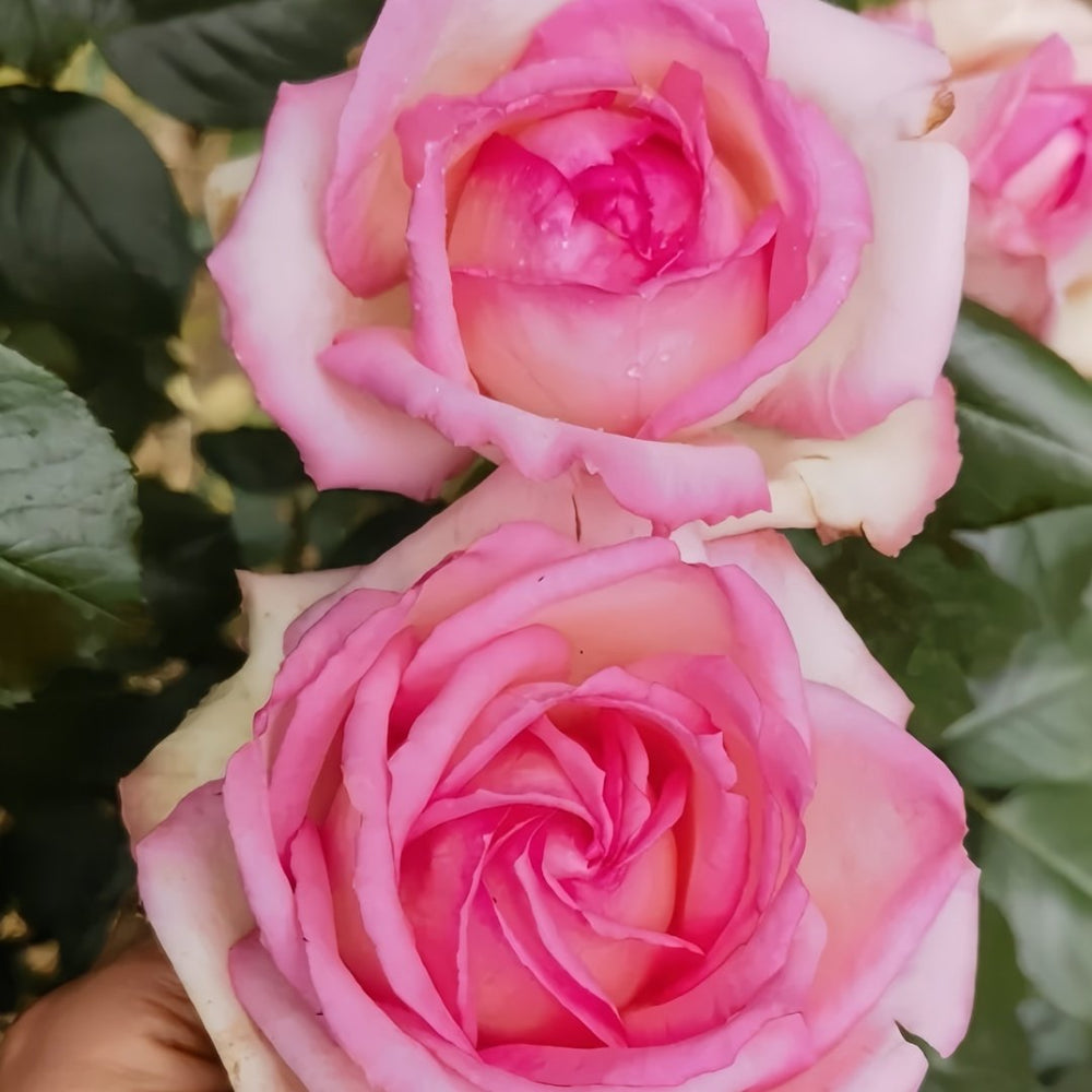 Optimiste Rose Plant｜乐天派 image 7