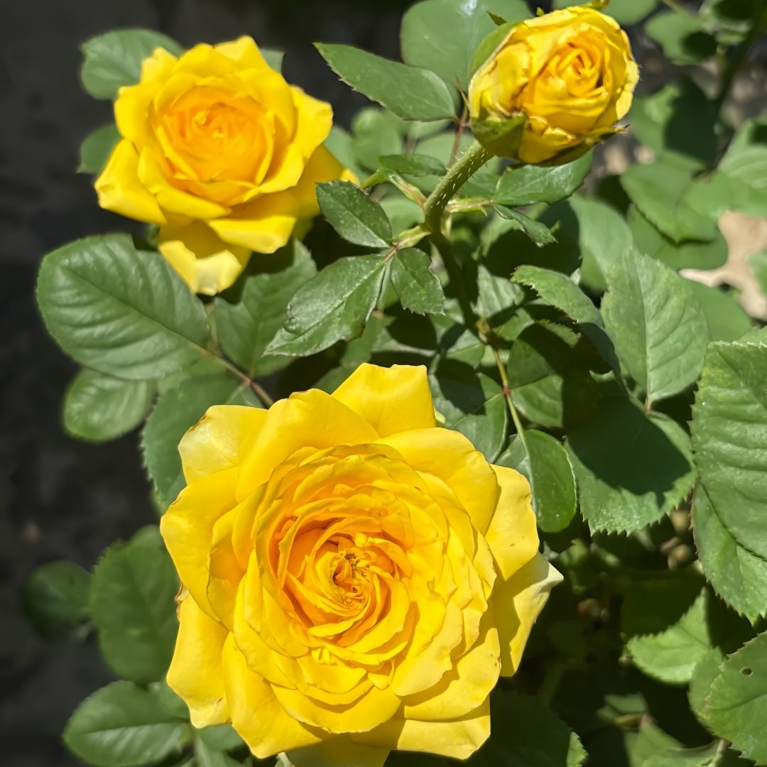 Global Beauty Rose Plant|黄烛光 image 5