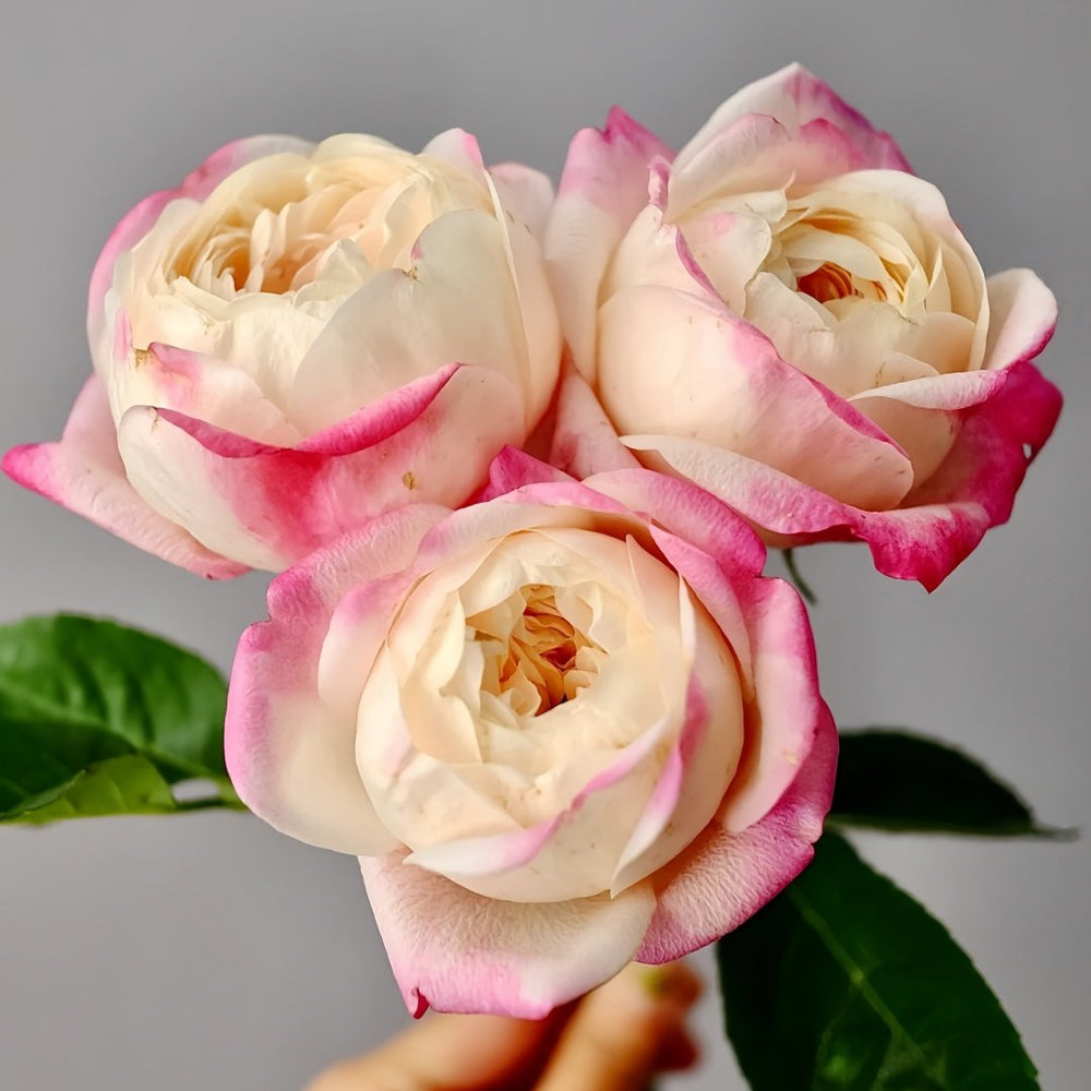 Japanese Mon Amour Rose Plant｜和室 image 2