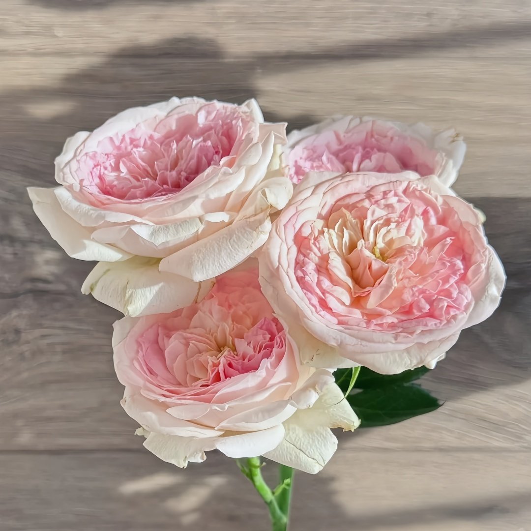 J'adore Rose Plant｜真我 image 1