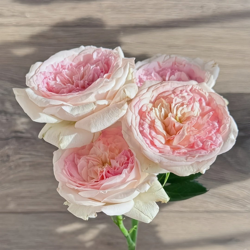 J'adore Rose Plant｜真我 image 1