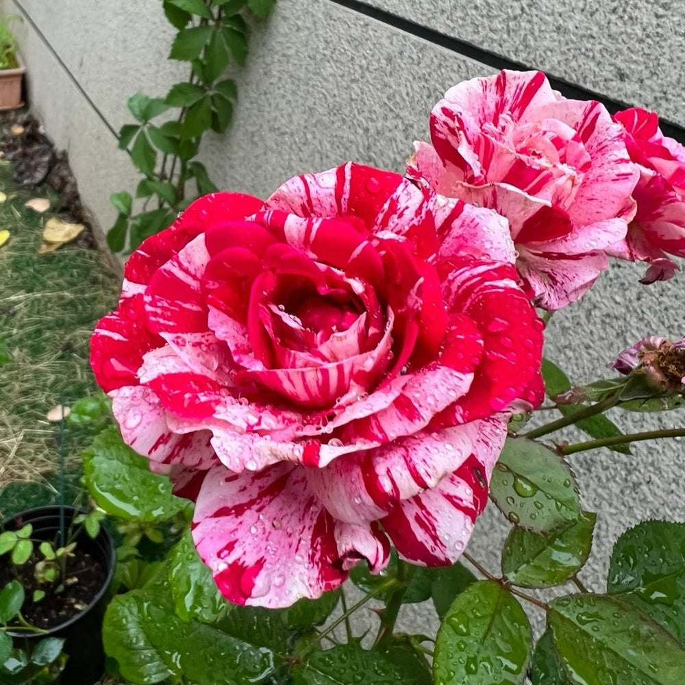Lady Candle Rose Plant|雪花肥牛 image 2