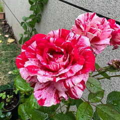 Lady Candle Rose Plant|雪花肥牛 image 2