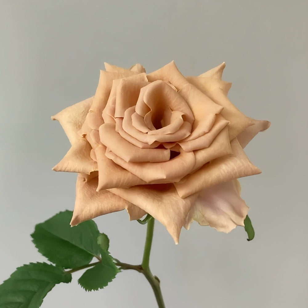 Toffee Rose Plant ｜太妃糖 image 2