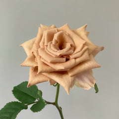 Toffee Rose Plant ｜太妃糖 image 2