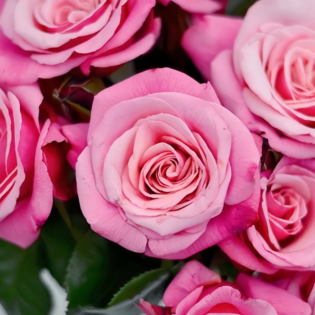 Wildberry Rose Plant|野莓子 image 6