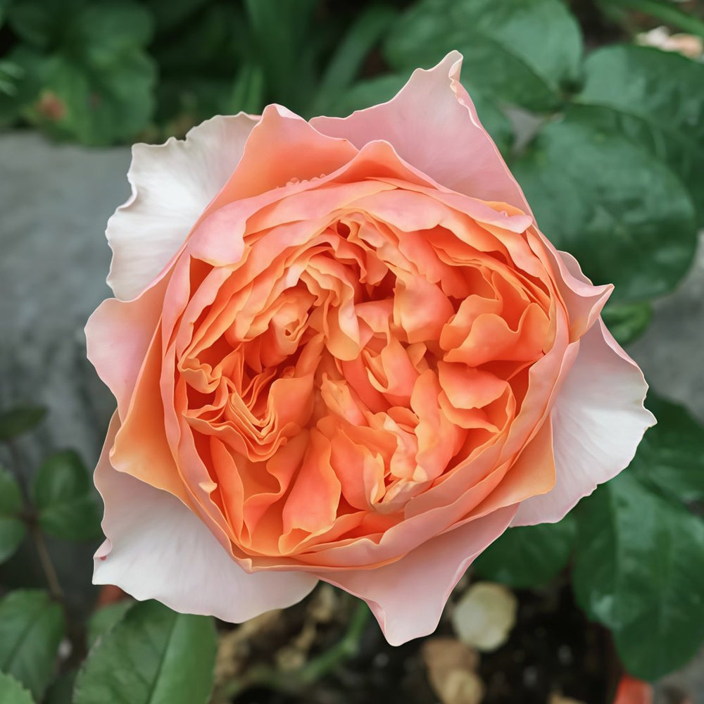 Vuvuzela Rose Plant|温柔珊瑚心 image 7