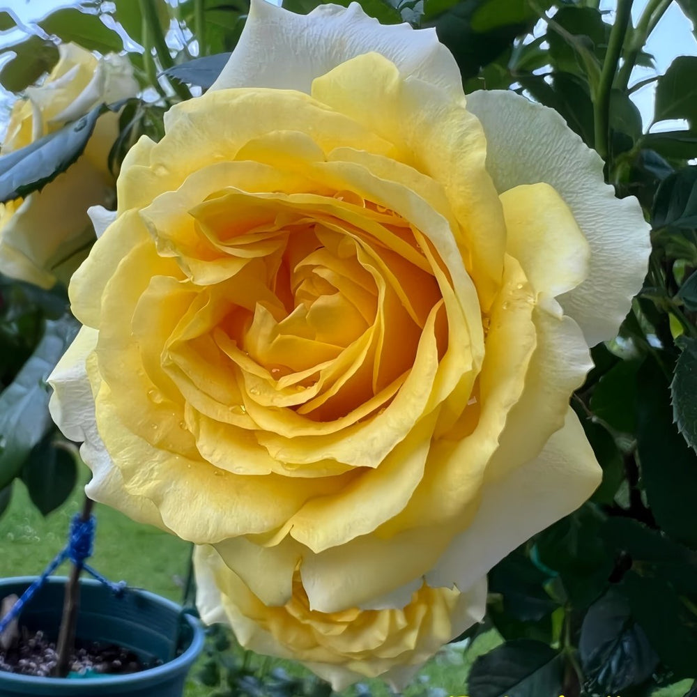 Sunny Beach Rose Plant｜阳光海滩 image 1