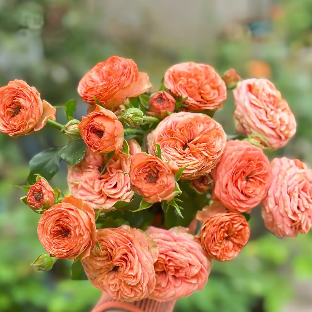 Bella Trendsetter Rose Plant｜潮流贝拉 image 7