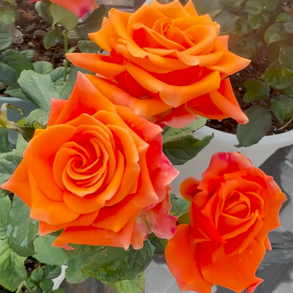 Diya's Fire Rose Plant|热情似火 image 3