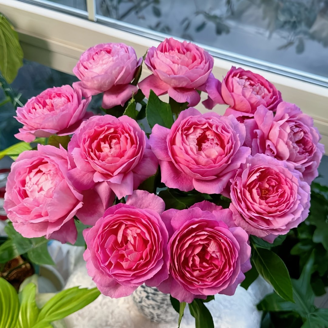 Fragonard Rose Plant | 花宫娜 image 0