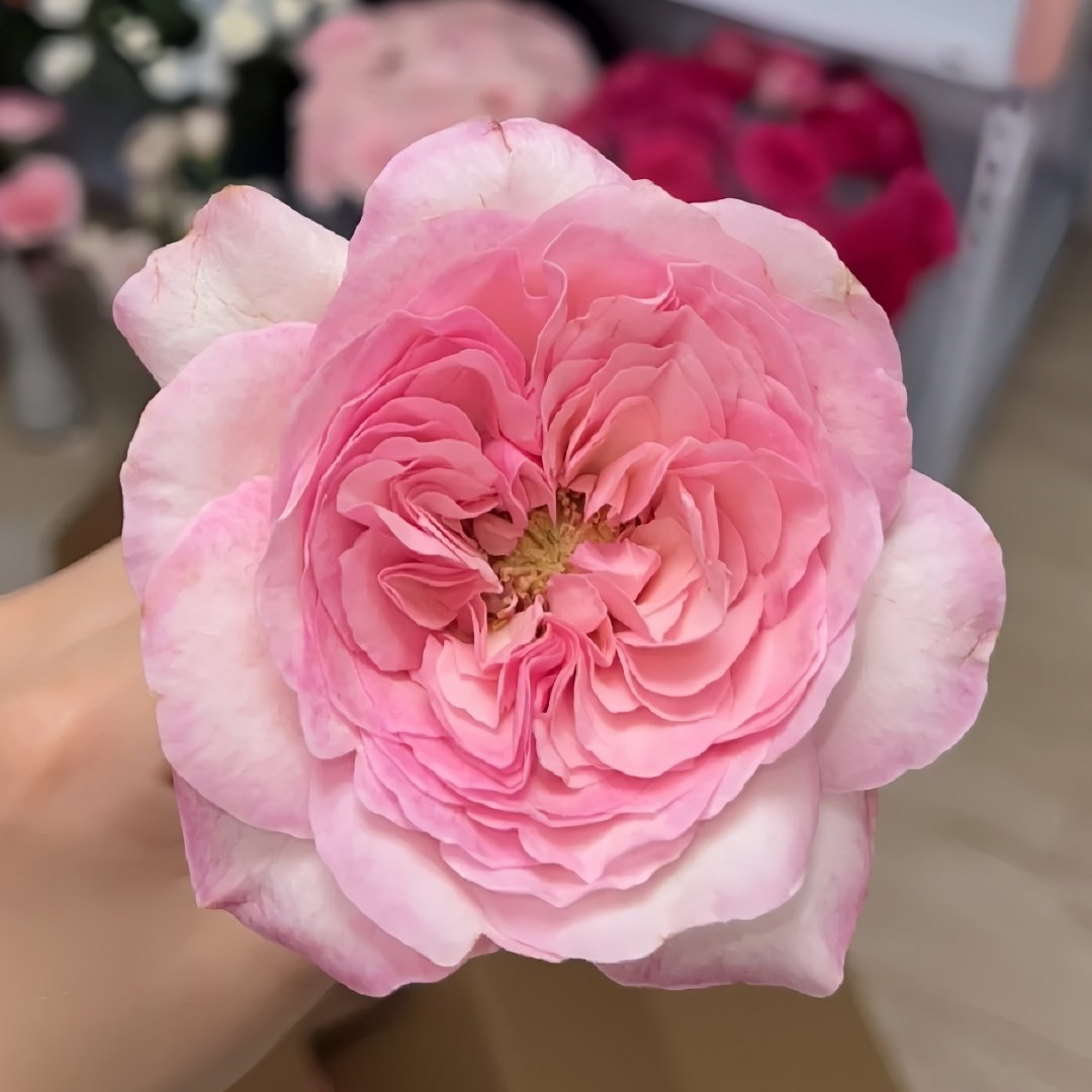 Pink Fragrance Rose Plant|五号香水/粉色香水 image 3