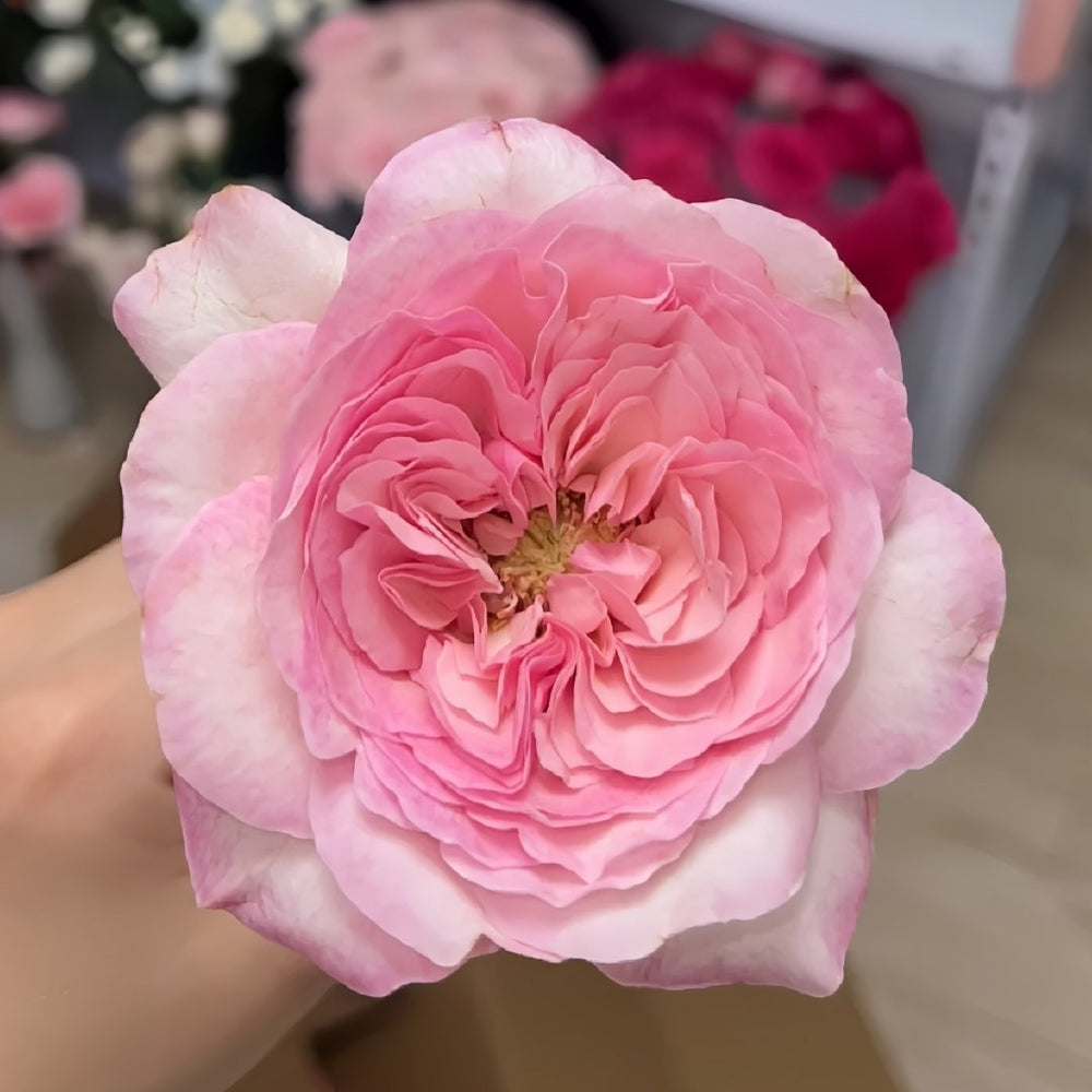 Pink Fragrance Rose Plant|五号香水/粉色香水 image 3