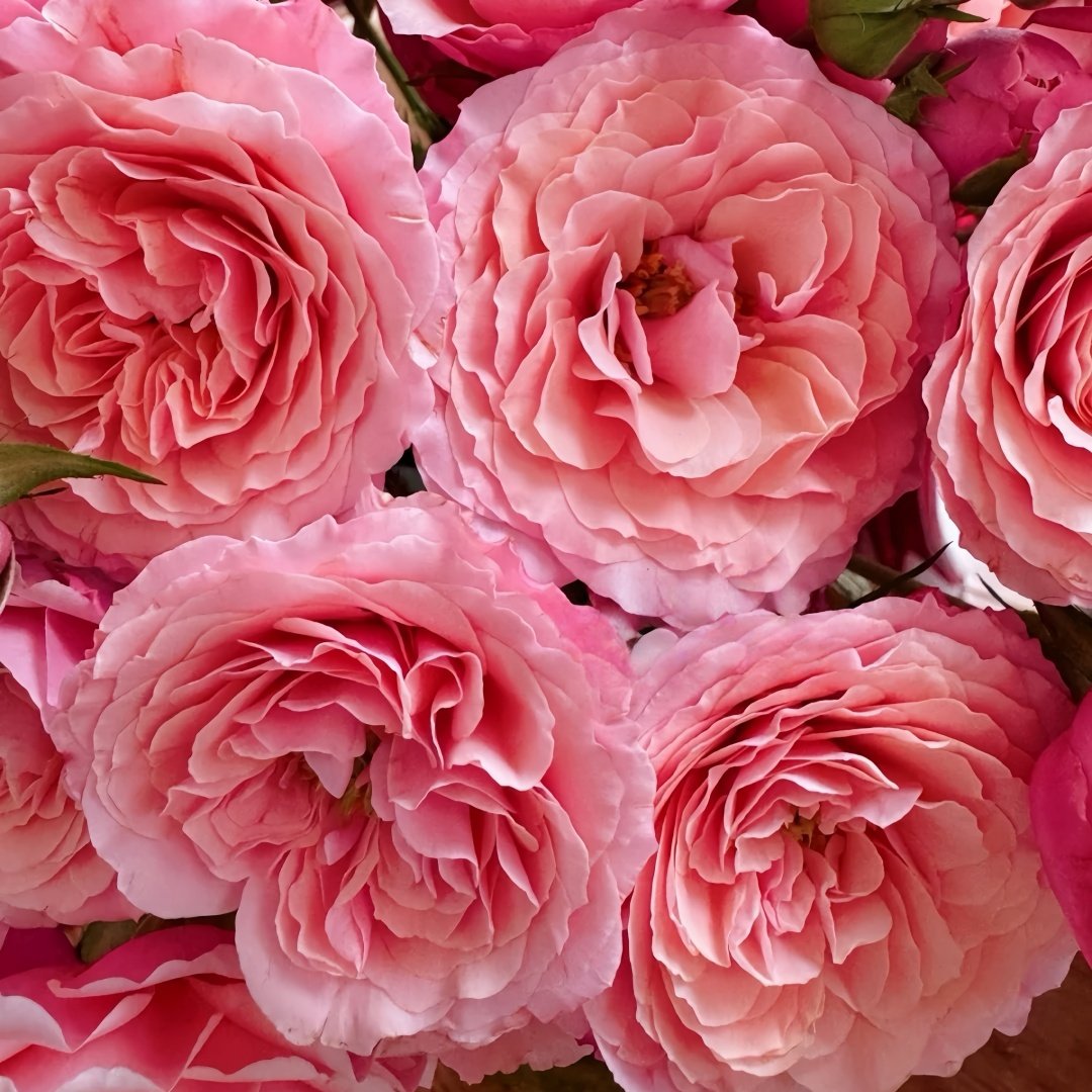 Lirica Rose Plant|丽丽卡 image 6