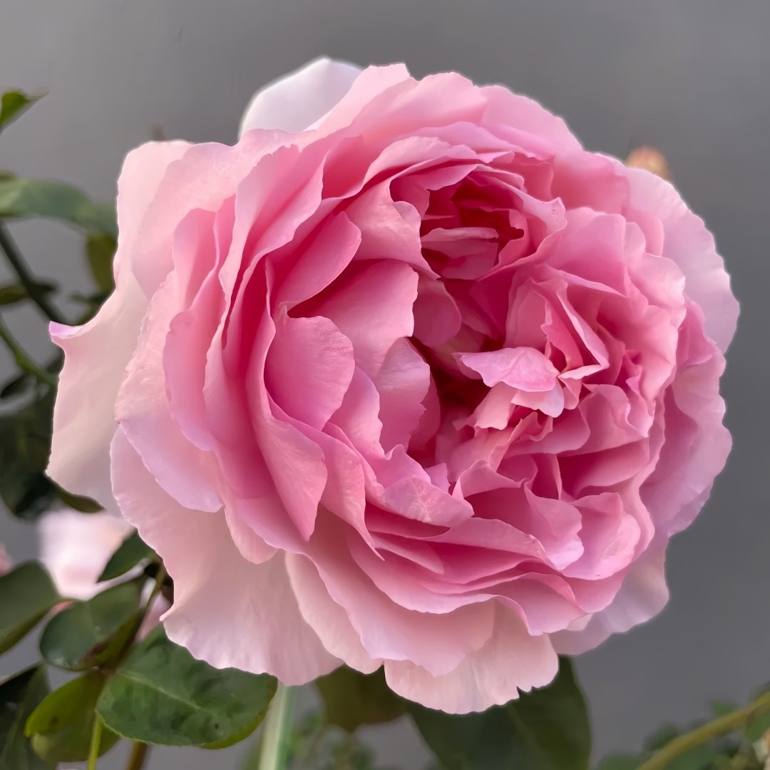 Fragrance of Fragrances Rose Plant｜伊芙魂之香水 image 3