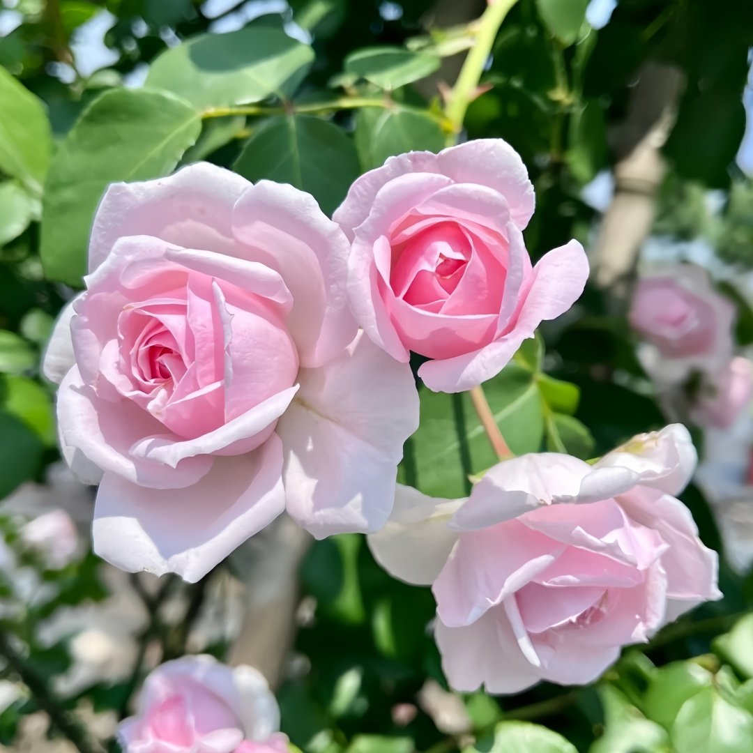 Cinderella Rose Plant|灰姑娘 image 4