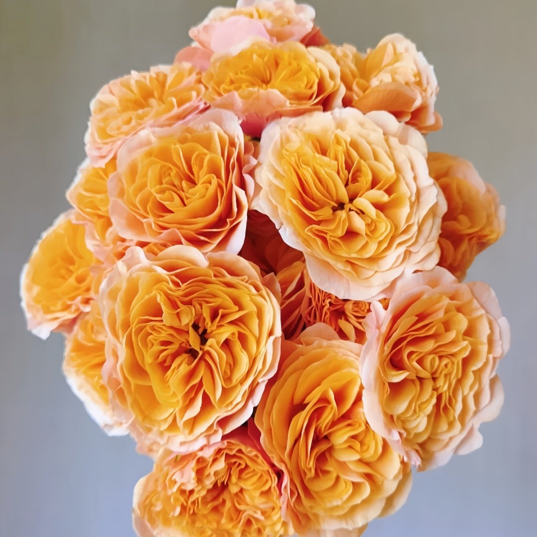 South Park Rose Plant｜南方公园 image 3