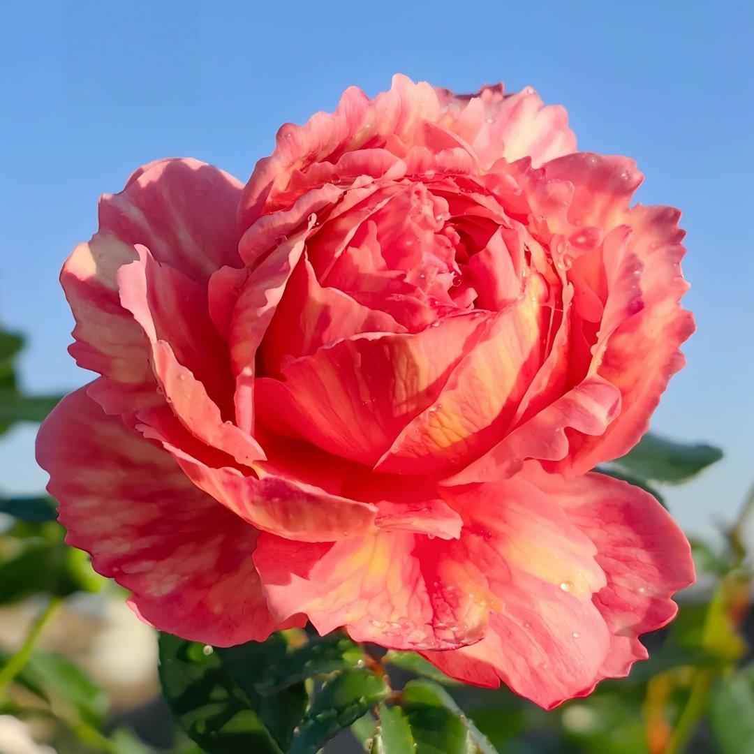 Xiuyan Rose Plant｜羞颜 image 2