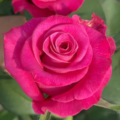 Hot Explorer Rose Plant|热情探险家 image 0
