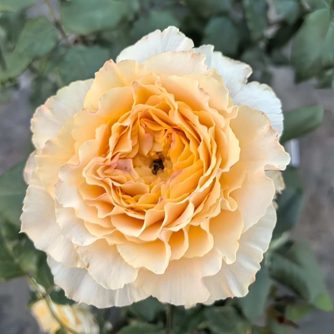 La Campanella Rose Plant｜橙色舞裙 image 7