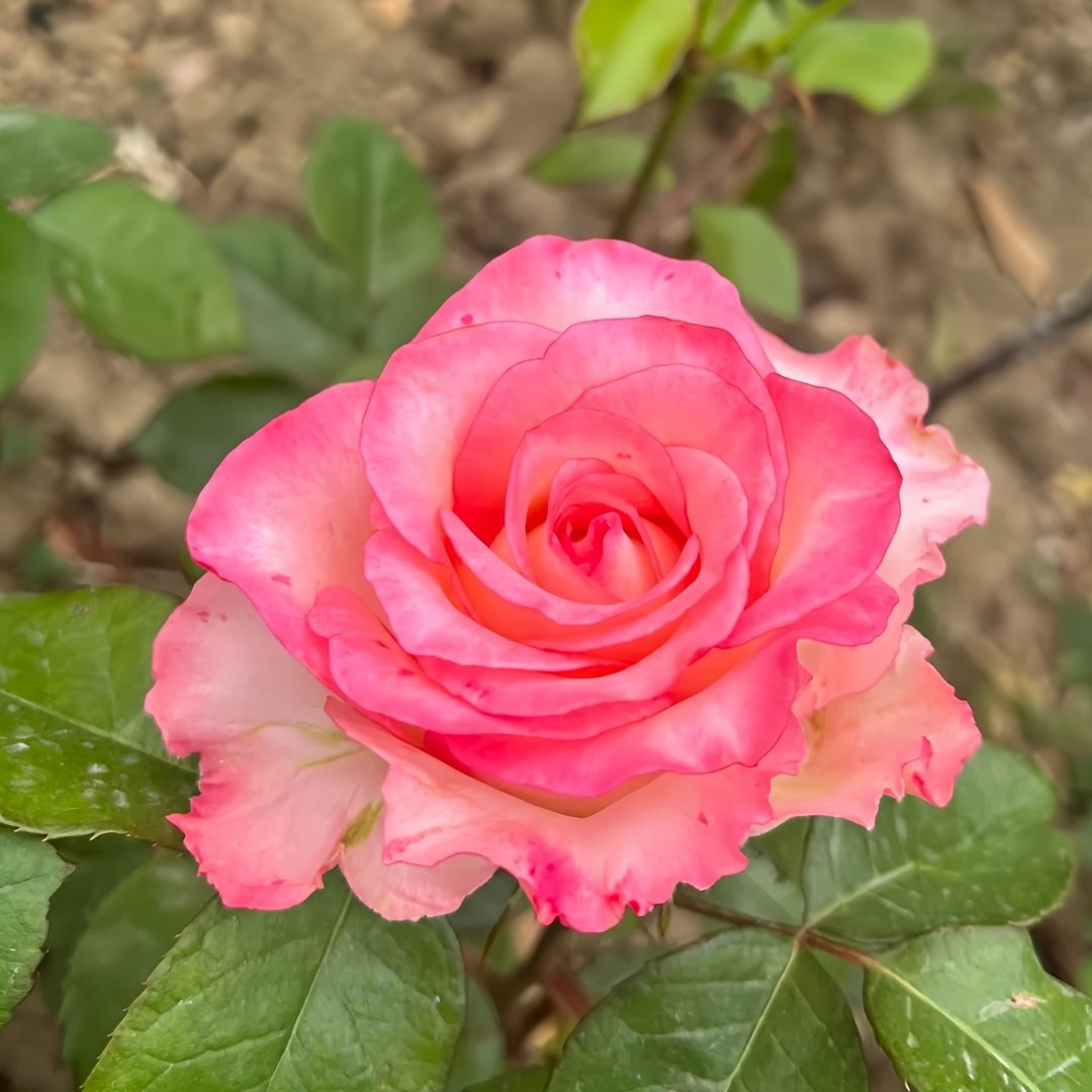 Wu Mei Niang Rose Plant｜武媚娘 image 7