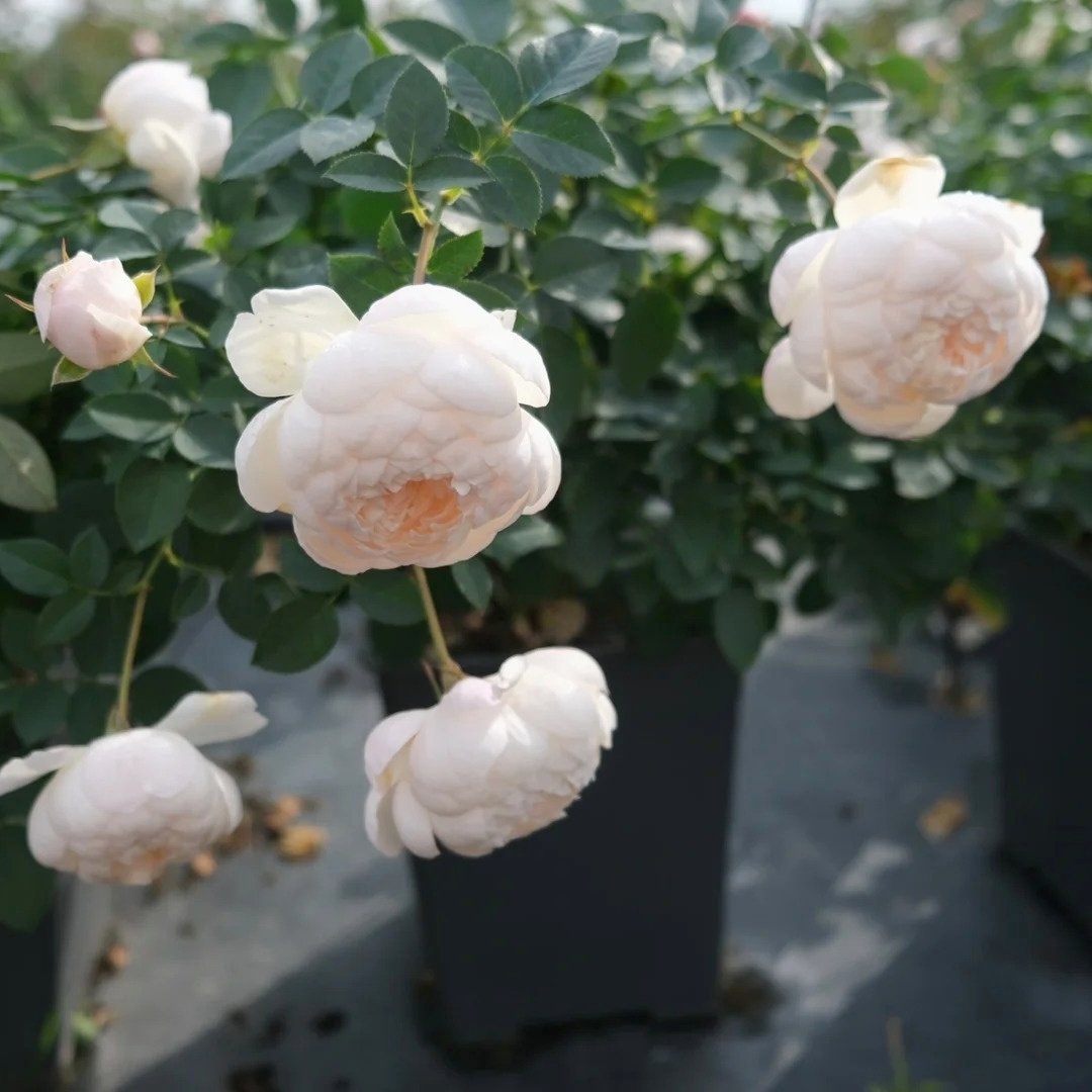 Lapin Rose Plant|小兔子 image 5