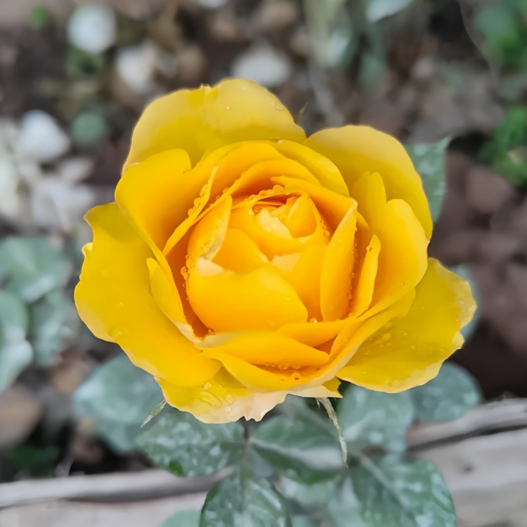 Sunny Beach Rose Plant｜阳光海滩 image 2
