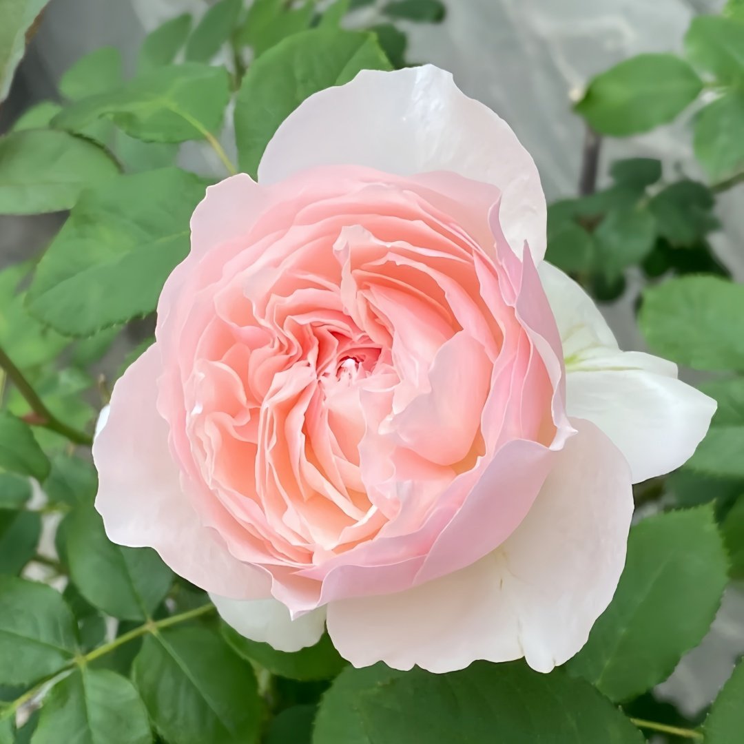 Hiyori Rose Plant|日和 image 4