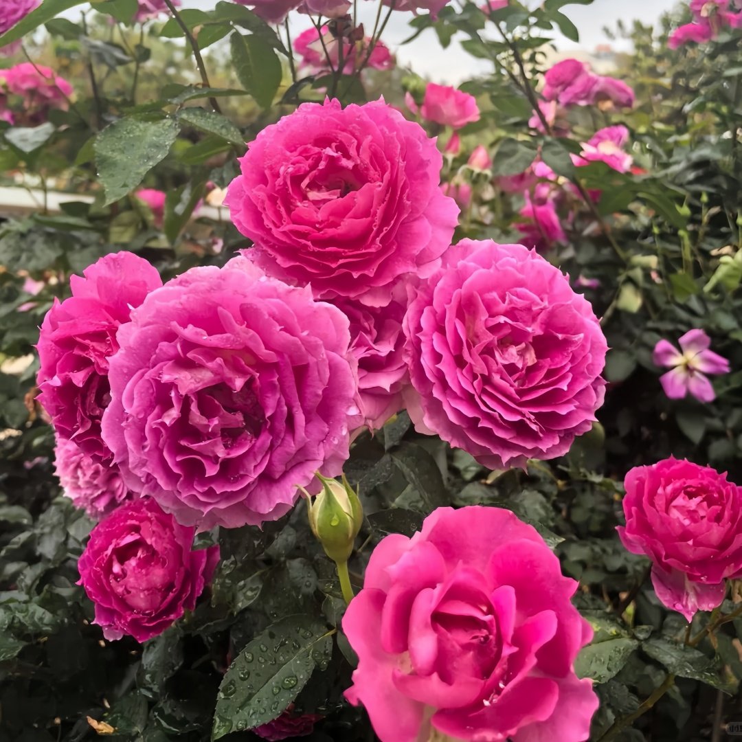 Sheherazade Rose Plant| 天方夜谭 image 6