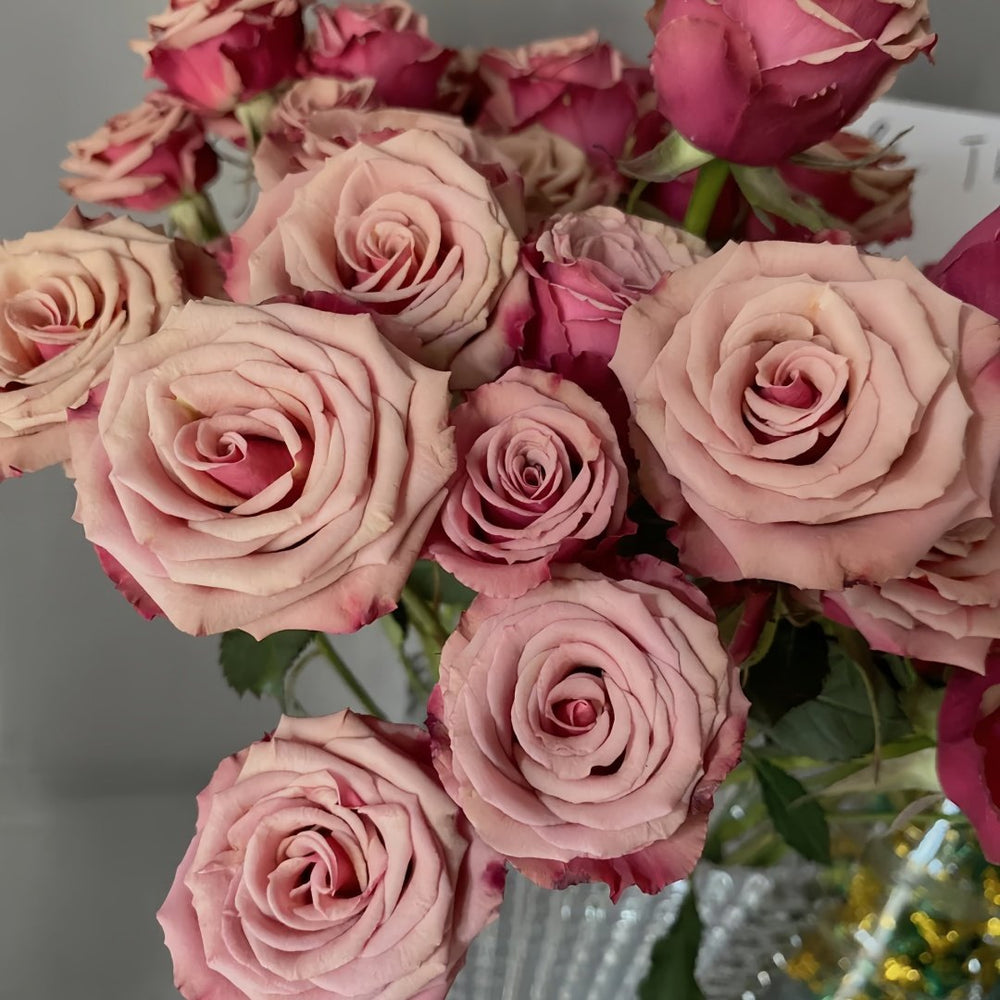 Magic Silver Rose Plant|神奇银色/魔力银 image 1