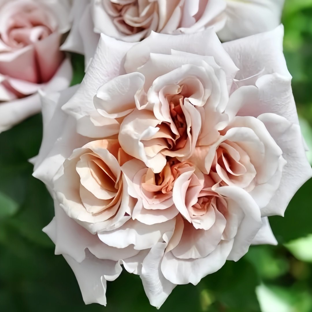 Latte Art Rose Plant|拿铁艺术 image 2