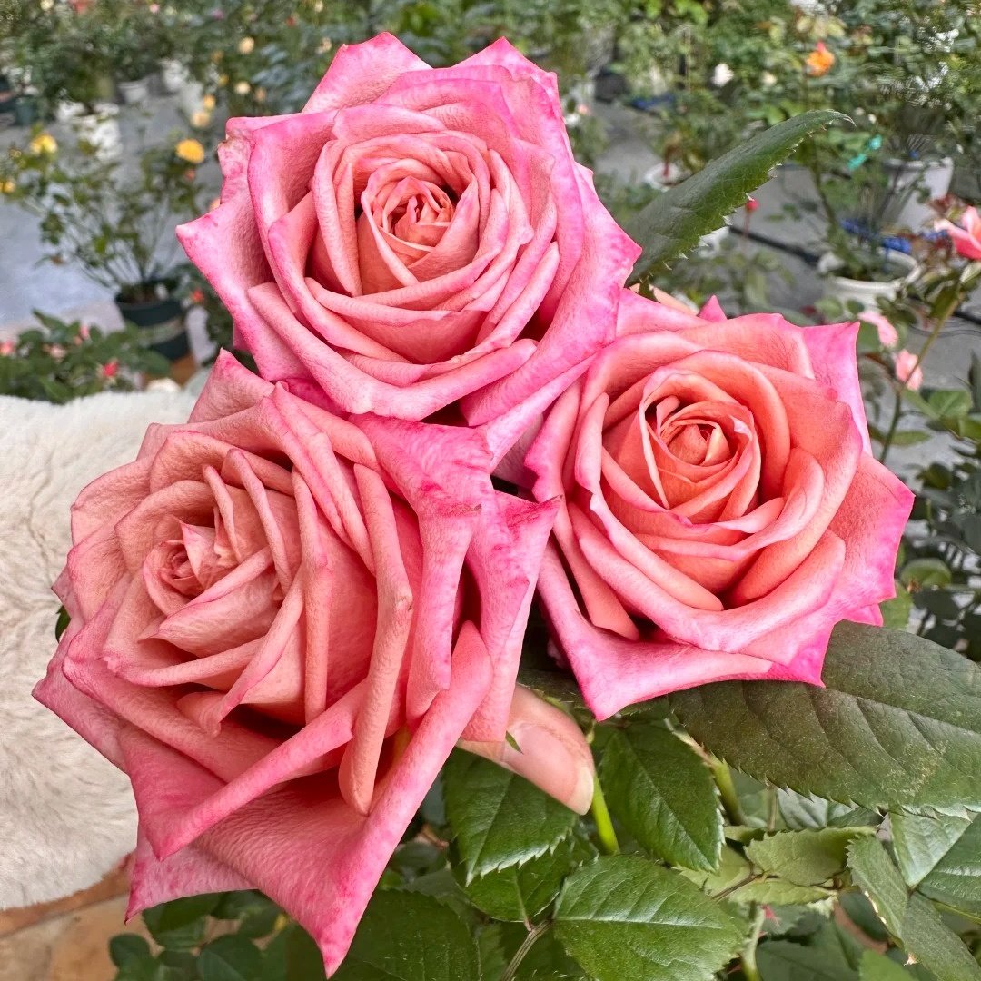Barista Rose Plant｜咖啡师 image 2